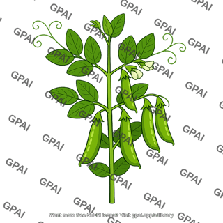Garden pea plant