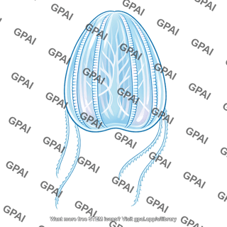 Ctenophore