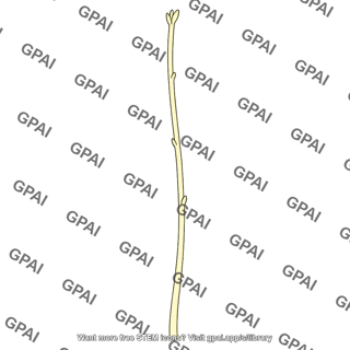 Stem etiolated