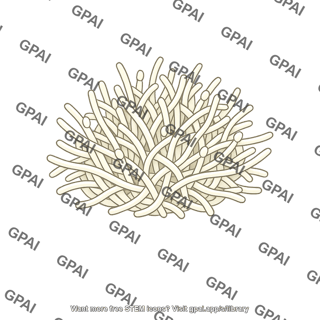 Fungal endophyte hyphal cluster