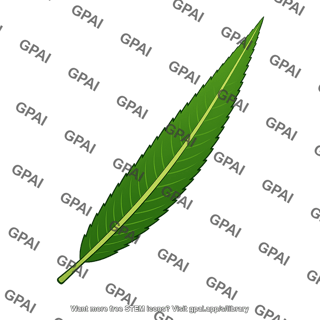 Willow leaf