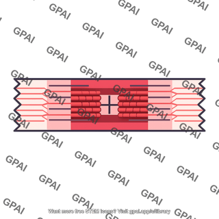 Sarcomere
