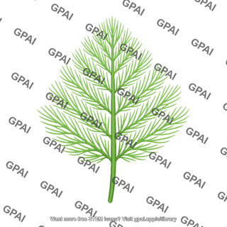 Dill sprig