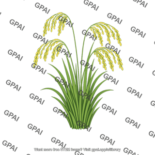 Rice plant