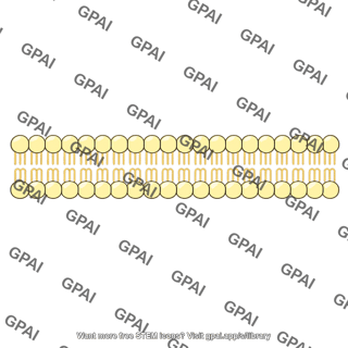 Phospholipid bilayer