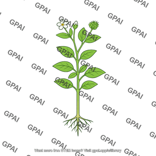 Annual plant