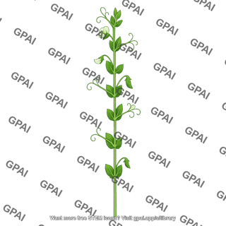 Pea stem tall