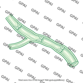Lymphatic vessel