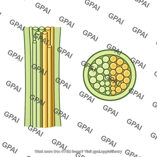 Plant vascular bundle