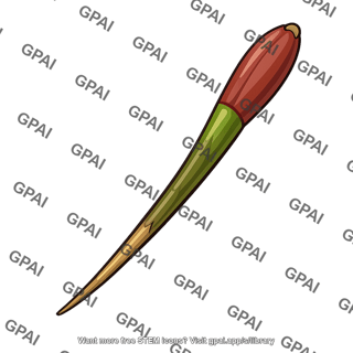 Red mangrove seed germinating