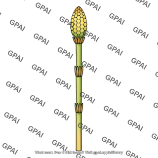 Fertile stem