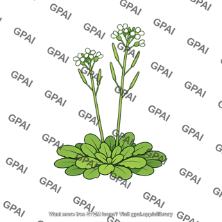 Arabidopsis thaliana