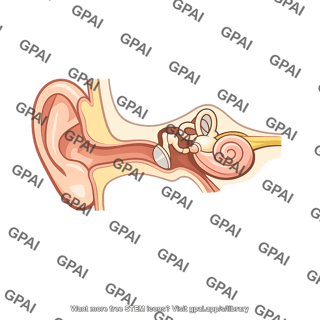 Ear cutaway