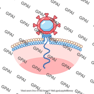 Viral cell entry