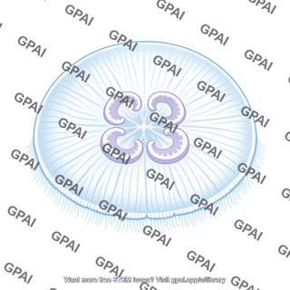 Moon jelly aurelia