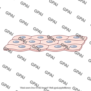 Stratified squamous epithelium