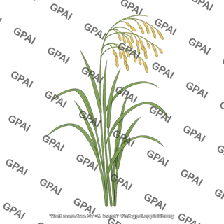 Rice plant