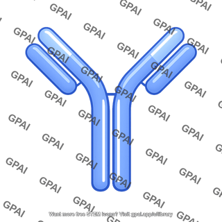 Immune system antibody