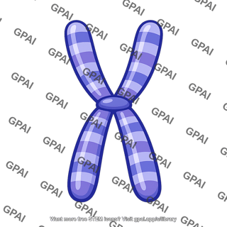 Human x chromosome