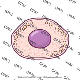 Endocrine cell