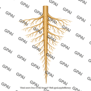Taproot system