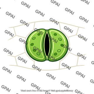 Stoma