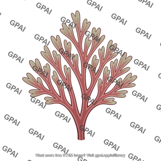 Red alga greenish red