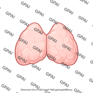 Thymus