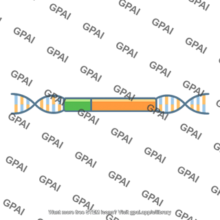 Mpges 1 gene
