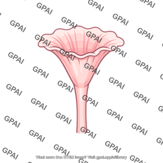 Oviduct funnel