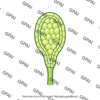 Bryophyte gametangium