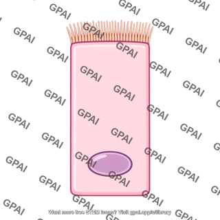 Ciliated epithelial cell