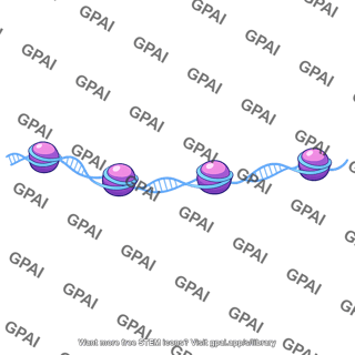 Chromatin loose