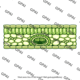 Leaf tissue system