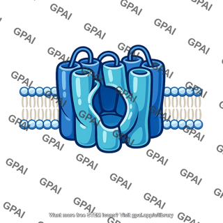 Glucose transporter