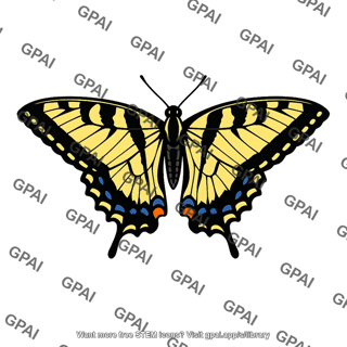 Tiger swallowtail butterfly