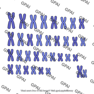 Human chromosome set