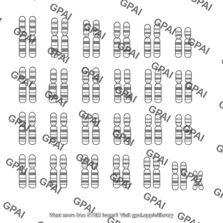 Human karyotype