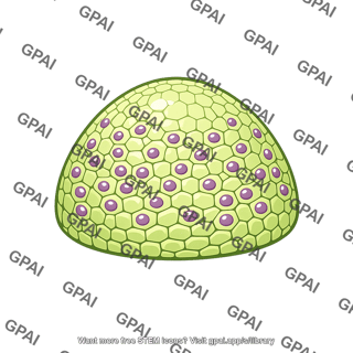 Apical meristem