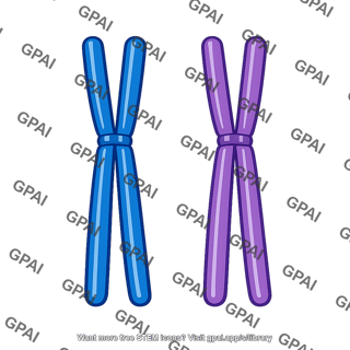 Long chromosome pair