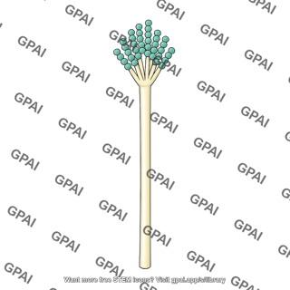 Conidiophore