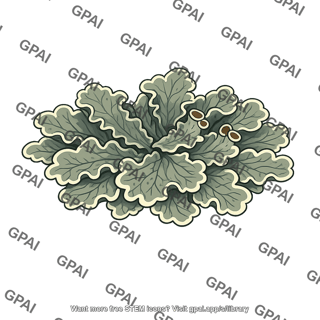 Lichen peltigera