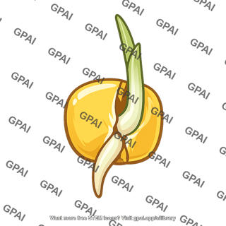 Maize grain germinating