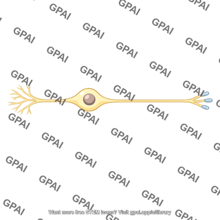 Sensory neuron pseudounipolar