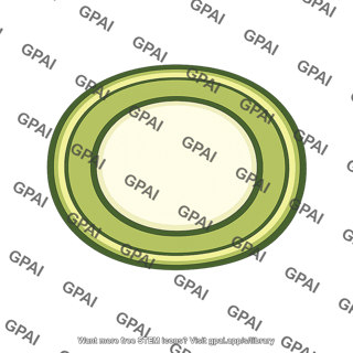 Heterocyst cell wall thickened