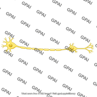 Parasympathetic neuron