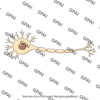 Vertebrate neuron