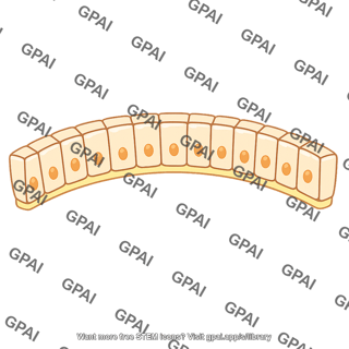 Gastrodermis