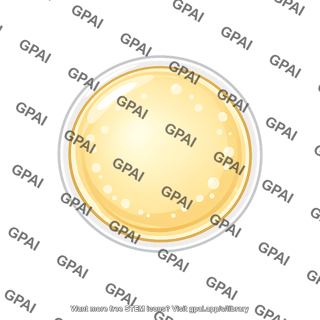 Glass of yellow liquid