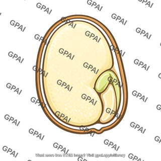 Endosperm